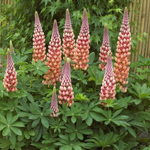 Lupin West Country 'Salmon Star' Perennial Bedding