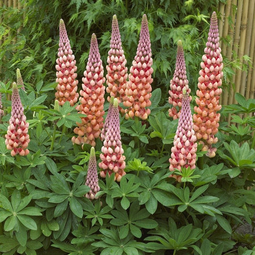Lupin West Country 'Salmon Star' Perennial Bedding