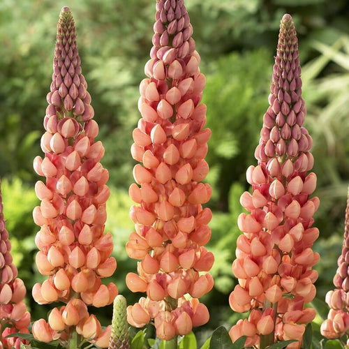 Lupin West Country 'Salmon Star' Perennial Bedding