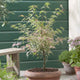 Patio Japanese Maple Tree | Acer palmatum 'Taylor' Ornamental Trees