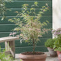 Patio Japanese Maple Tree | Acer palmatum 'Taylor' Ornamental Trees