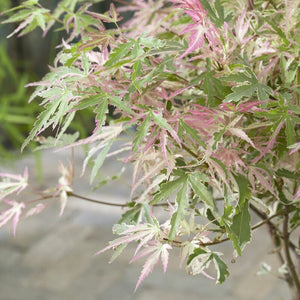 Patio Japanese Maple Tree | Acer palmatum 'Taylor' Ornamental Trees