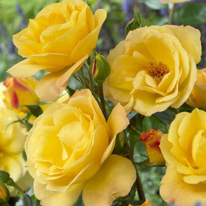 'Arthur Bell' Bush Rose Shrubs