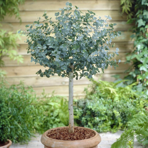 Patio Eucalyptus Tree | Eucalyptus gunnii 'Azura'® Ornamental Trees