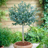 The Best Evergreen Trees | Growers' Choice Ornamental Trees