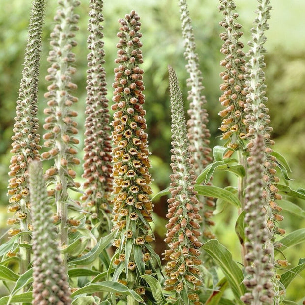 Bronze Foxglove | Digitalis 'Milk Chocolate' Perennial Bedding
