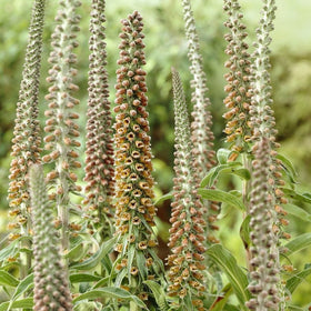 Bronze Foxglove | Digitalis 'Milk Chocolate' Perennial Bedding
