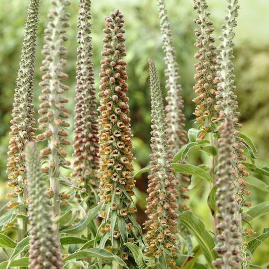 Bronze Foxglove | Digitalis 'Milk Chocolate' Perennial Bedding