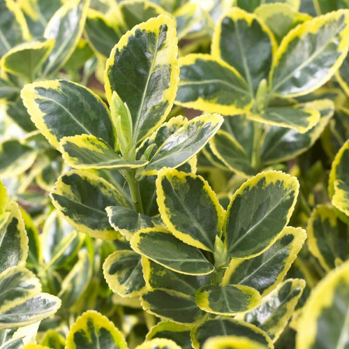 Euonymus japonicus 'Ovatus Aureus' Shrubs