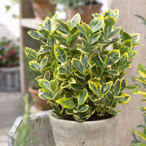 Euonymus japonicus 'Ovatus Aureus' Shrubs