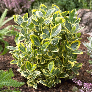 Euonymus japonicus 'Ovatus Aureus' Shrubs