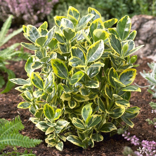 Euonymus japonicus 'Ovatus Aureus' Shrubs