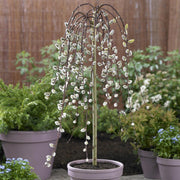 'Kilmarnock' Dwarf Weeping Willow Tree | Salix caprea Ornamental Trees