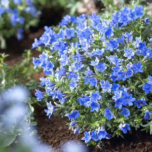 Lithodora diffusa 'Heavenly Blue' Perennial Bedding