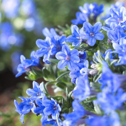 Lithodora diffusa 'Heavenly Blue' Perennial Bedding