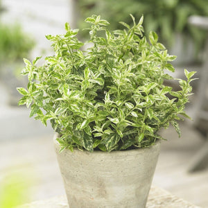 Euonymus fortunei 'Harlequin' Shrubs