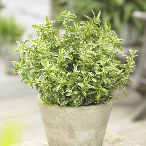 Euonymus fortunei 'Harlequin' Shrubs