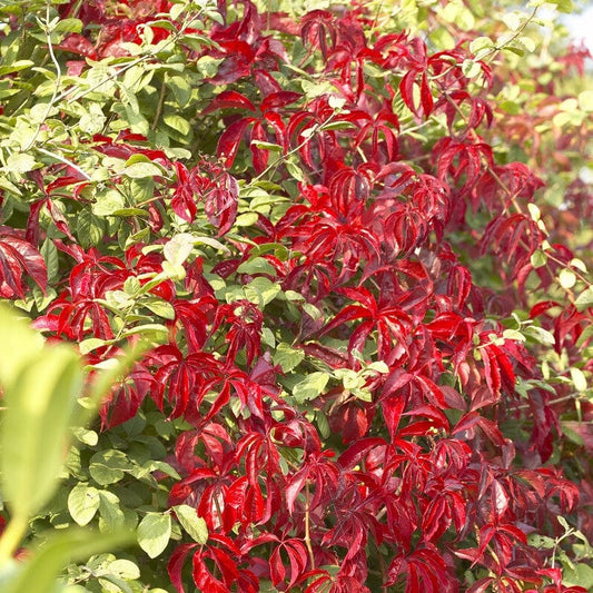 Virginia Creeper | Parthenocissus quinquefolia 'Red Wall' Climbing Plants