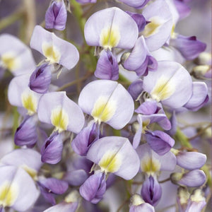 Japanese Wisteria | Wisteria floribunda 'Domino' Climbing Plants