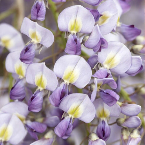 Japanese Wisteria | Wisteria floribunda 'Domino' Climbing Plants