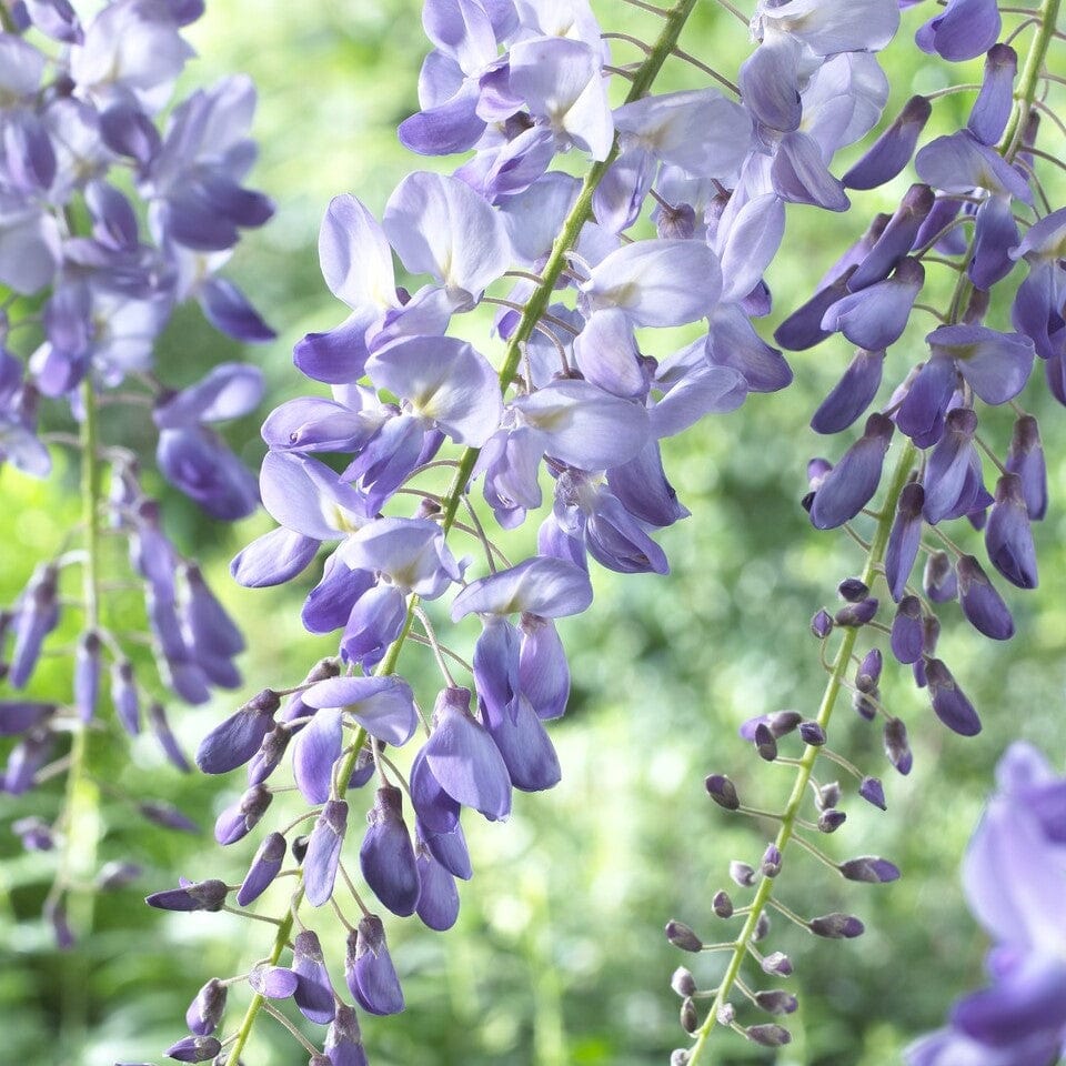 Chinese Wisteria | Wisteria sinensis 'Prolific'