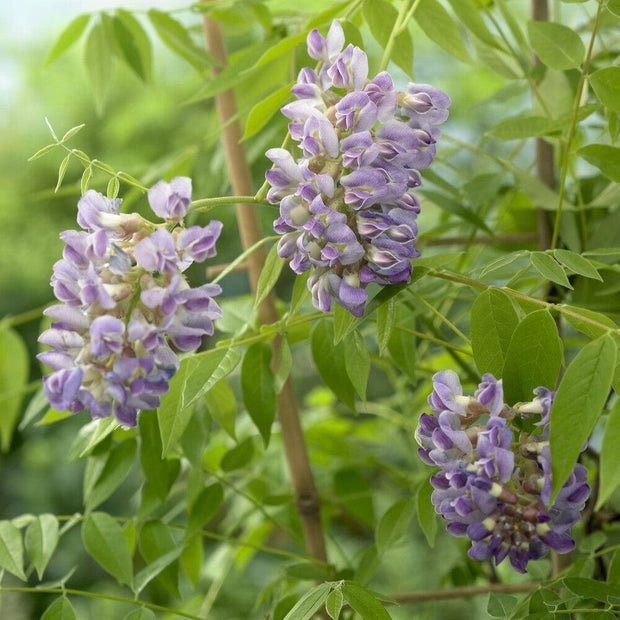 American Wisteria | Wisteria frutescens 'Amethyst Falls' Climbing Plants