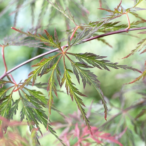 Japanese Maple Tree | Acer palmatum 'Orangeola' Ornamental Trees