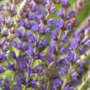 Salvia nemorosa 'East Friesland' Perennial Bedding