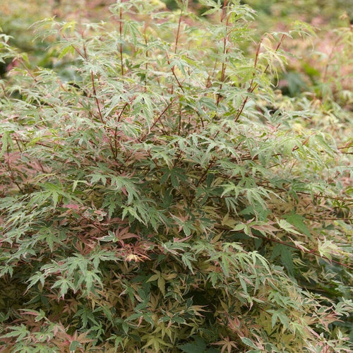 Variegated Japanese Maple Tree | Acer palmatum 'Beni-schichi-henge' Ornamental Trees