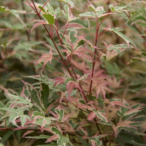 Variegated Japanese Maple Tree | Acer palmatum 'Beni-schichi-henge' Ornamental Trees