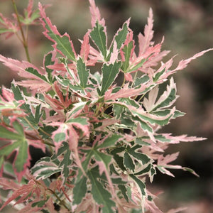 Patio Japanese Maple Tree | Acer palmatum 'Taylor' Ornamental Trees