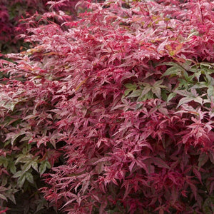 Japanese Maple Tree | Acer palmatum 'Shin-deshojo' Ornamental Trees