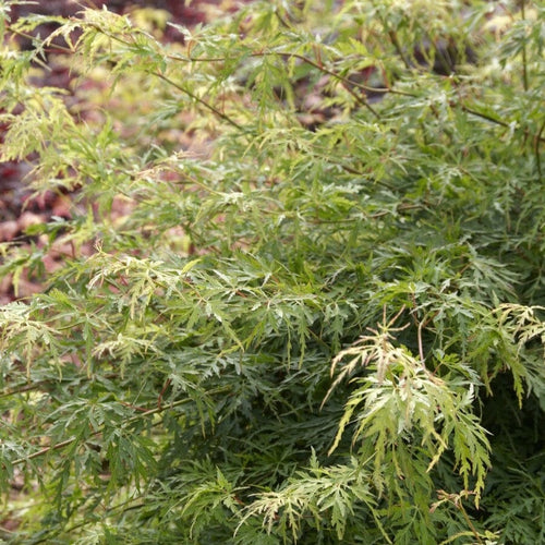 Japanese Maple Tree | Acer palmatum dissectum 'Seiryū' Ornamental Trees