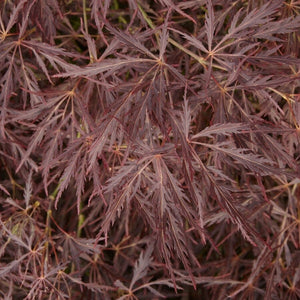 Japanese Maple Tree | Acer palmatum 'Ornatum' Ornamental Trees