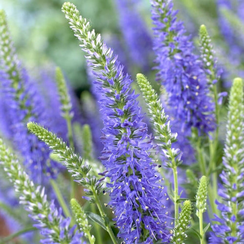 Veronica 'Inspire Blue' Perennial Bedding