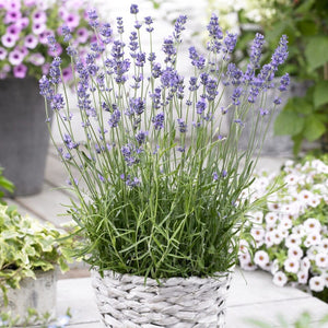 English Lavender 'Munstead' | Lavandula angustifolia Perennial Bedding