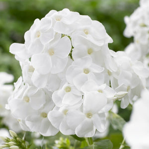 Phlox 'Rembrandt' Perennial Bedding