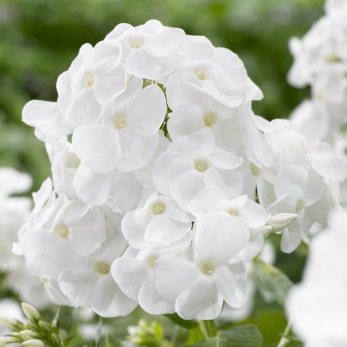 Phlox 'Rembrandt' Perennial Bedding