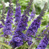 Buddleja davidii 'Empire Blue' Shrubs