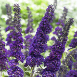 Buddleja davidii 'Black Knight' Shrubs