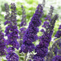 Buddleja davidii 'Black Knight' Shrubs