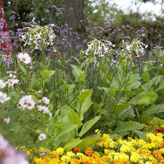 Woodland Tobacco Plant | Nicotiana sylvestris Perennial Bedding