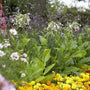Woodland Tobacco Plant | Nicotiana sylvestris Perennial Bedding