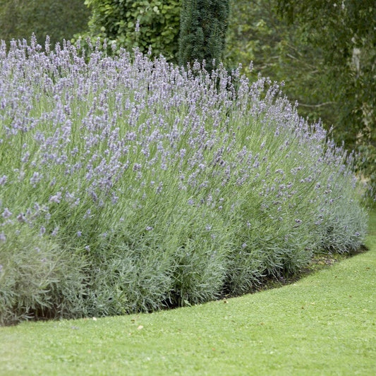 English Lavender 'Grosso' | Lavandula angustifolia Perennial Bedding