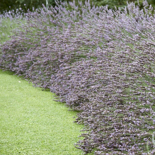 English Lavender 'Grosso' | Lavandula angustifolia Perennial Bedding