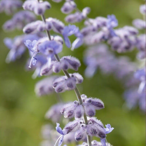 Perovskia 'Blue Spire' Perennial Bedding