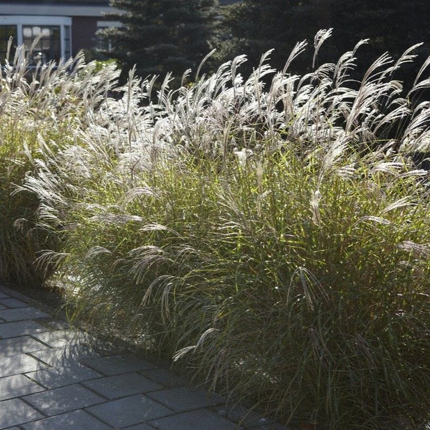 Miscanthus sinensis Perennial Bedding