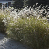 Miscanthus sinensis Perennial Bedding