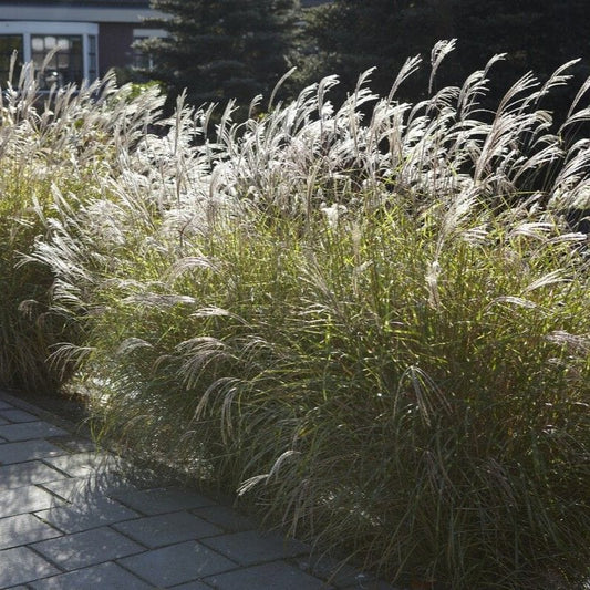Miscanthus sinensis Perennial Bedding