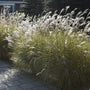 Miscanthus sinensis Perennial Bedding